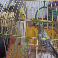 عروس هلندی باقفس