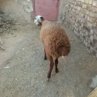 بره ماده افشاری اصل|حیوانات مزرعه|تربت جام, جامرود|دیوار