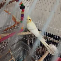 عروس هلندی باقفس