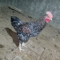 خروس بالغ امرک