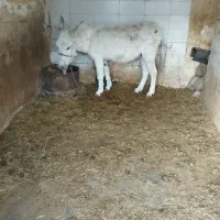 الاغ ماده|حیوانات مزرعه|لردگان, |دیوار