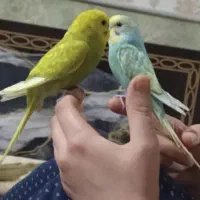 مرغ عشق رنگین کمانی فوری فوری فوری