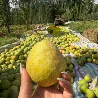 نهالستان پالیز دارای مجوز جهاد کشاورزی|خدمات باغبانی و درختکاری|اسکو, |دیوار