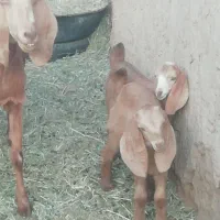 بز پاکستانی زاییده با بزغاله ماده چاق|حیوانات مزرعه|خوسف, |دیوار