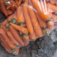 هویج درشت بار