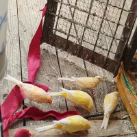 قناری|پرنده|اصفهان, کوی گلزار|دیوار