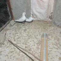 توافوی|حیوانات|مرودشت, فیروزی|دیوار