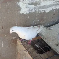 کفتر فوری|پرنده|مسجد سلیمان, |دیوار