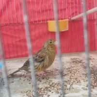 قناری ماده|پرنده|شیراز, کوشک میدان|دیوار