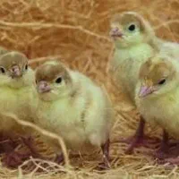 جوجه بوقلمون بیوتی واکسن خورده کاملا سالم|حیوانات مزرعه|شهریار, دهشاد بالا|دیوار