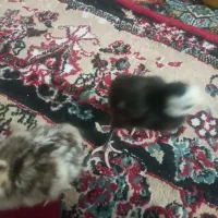 جوجه بوقلمون محلی۲