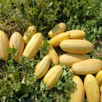 فروش خربزه سر زمین