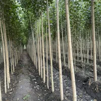 نمایندگی رسمی نهـال صنوبــر با پشتیبانی کامل|خدمات باغبانی و درختکاری|قشلاق دشت, |دیوار