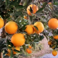 پرتقال تامسون سردرختی