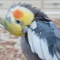 عروس نر سخنگو