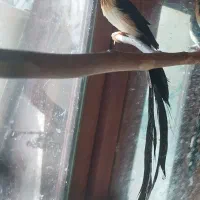 فروش قیمت 8.000.000