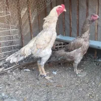 یک جفت مرغ خروس اوشامو آلمانی