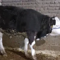 دو عدد گوساله سیمنتال نر