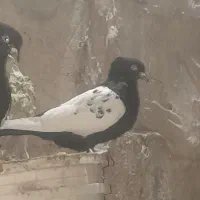 جوجه طوقی و طوقی پشت بال ،سینه سیاه ماده بشرط