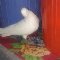 یک عدد کفتر گرفتنی