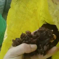 کشمش درجه یک آفتابی|خوردنی و آشامیدنی|فردیس, فردیس|دیوار