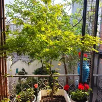 درختچه افرای ژاپنی