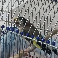 سهره|پرنده|تهران, قیام|دیوار