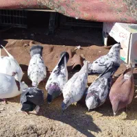 کبوتر زور دار واقعی|پرنده|ماهیدشت, |دیوار