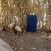 جوجه