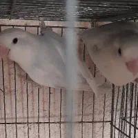 طوطی کوتوله برزیلی|پرنده|بندرعباس, |دیوار
