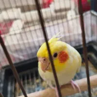 عروس هلندی ماده زعفرانی