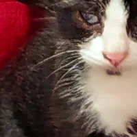 واگذاری سگ میکس اشپیتزوبچه گربه یه چشمش تخلیه شد|سگ|کرج, کوی کارمندان جنوبی|دیوار