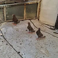کفترکبوتر