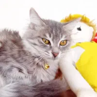 گربه میکس پرشین ۴ماهه