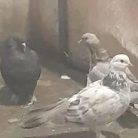 کبوتر تر کیه ای