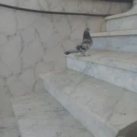 سوسنی|پرنده|مرودشت, پشت سایپا‎|دیوار