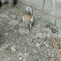 تعدادی کبوتر گرفتنی|پرنده|شیراز, کرونی(خاتونک)|دیوار