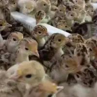 جوجه یکروزه بوقلمون بیوتی و برنز|حیوانات مزرعه|تهران, بلوار کشاورز|دیوار