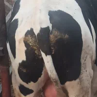 گوساله چاق  هلشتاین