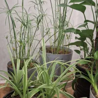 گل آپارتمانی گل طبیعی نخل مرداب یوکا پتوس گندمی