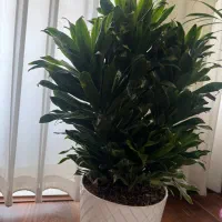 کامپکت 6تایی