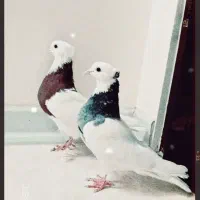 کبوتر طوقی|پرنده|فلاورجان, |دیوار