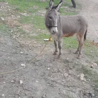 الاغ نر جوان ، وسر حال