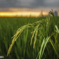 برنج دورود