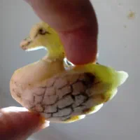 مرغابی یشم کلکسیومی و کهنه‌. در نجف صفوی .لول تبتی|جواهرات|رشت, حومه رشت|دیوار