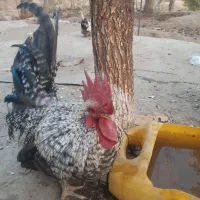 خروس چاپنیز کف خواب|حیوانات مزرعه|تویسرکان, |دیوار