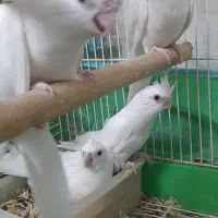 عروس هلندی البینو چشم شرابی نرو ماده با قفس و لانه|پرنده|گرگان, |دیوار