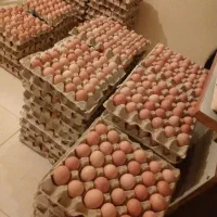 تخم مرغ نطفه دار