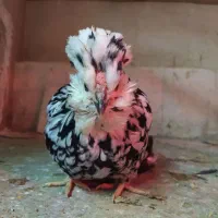 تخم نطفه دار گلین|حیوانات مزرعه|مشهد, حسابی جنوبی (شهرک غرب)|دیوار