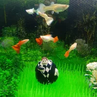 ماهی گوپی خوش رنگ آماده زایمان|ماهی|قم, چهل اختران|دیوار